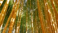 Bamboo forest, exotic asian tropical atmosphere. Green trees in meditative feng shui zen garden. Quiet calm grove Royalty Free Stock Photo