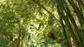 Bamboo forest, exotic asian tropical atmosphere. Green trees in meditative feng shui zen garden. Quiet calm grove Royalty Free Stock Photo