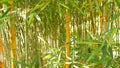 Bamboo forest, exotic asian tropical atmosphere. Green trees in meditative feng shui zen garden. Quiet calm grove Royalty Free Stock Photo