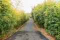 Bamboo forest-In the bamboo gene Garden Royalty Free Stock Photo