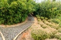 Bamboo forest-In the bamboo gene Garden Royalty Free Stock Photo