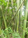 Bamboo forest and green bamboo trees