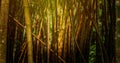 Bamboo forest with green and brown trees. The sun breaks through from above and highlights the stems. Natural peaceful background Royalty Free Stock Photo