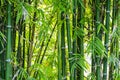 Bamboo forest Royalty Free Stock Photo