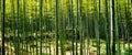 Bamboo forest bamboo grove taken at Arashiyama torii tunnels Fushimi-Inari-Taisha Shrine and Kinkaku-ji Temple Royalty Free Stock Photo