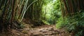 Bamboo Forest Hike Trail Winding Through The Enchanting Greenery