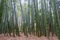 Bamboo forest at Hokokuji Temple in Kamakura, Kanagawa, Japan. The temple was originally built in Royalty Free Stock Photo
