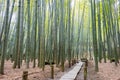 Bamboo forest at Hokokuji Temple in Kamakura, Kanagawa, Japan. The temple was originally built in Royalty Free Stock Photo