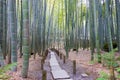 Bamboo forest at Hokokuji Temple in Kamakura, Kanagawa, Japan. The temple was originally built in Royalty Free Stock Photo