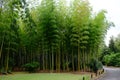 Bamboo forest inside Japanese Garden of Expo Commemoration Park