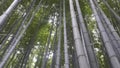 bamboo forest in Japan