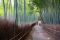 Bamboo forest, Japan Royalty Free Stock Photo