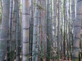 Bamboo forest in Japan