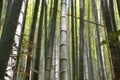 Japan bamboo forest trees perspective sky Royalty Free Stock Photo