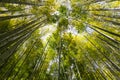 Bamboo forest in Kamakura Japan Royalty Free Stock Photo