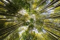 Bamboo forest in Kamakura Japan Royalty Free Stock Photo