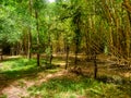 Bamboo forest in Kaveri Nisargadhama Coorg, Karnataka Royalty Free Stock Photo