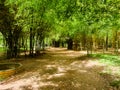 Bamboo forest in Kaveri Nisargadhama Coorg, Karnataka Royalty Free Stock Photo