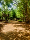 Bamboo forest in Kaveri Nisargadhama Coorg, Karnataka Royalty Free Stock Photo