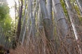 Close view of the bamboo forest in Kioto