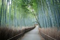 Bamboo forest in Kyoto