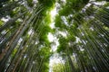 Bamboo_forest, Kyoto Royalty Free Stock Photo