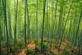 Bamboo Forest Royalty Free Stock Photo