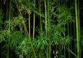 Green bamboo forest Royalty Free Stock Photo