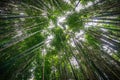 Bamboo forest Royalty Free Stock Photo