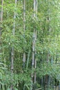 Bamboo rain forest Royalty Free Stock Photo