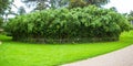 Bamboo forest in Margam Castle gardens, Whales Royalty Free Stock Photo