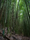 Bamboo forest Maui Hawaii Royalty Free Stock Photo