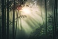 bamboo forest with misty sunrise sky, view from above