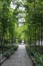 Bamboo forest in modern city Royalty Free Stock Photo