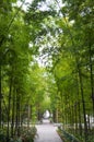 Bamboo forest in modern city Royalty Free Stock Photo