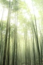 Bamboo forest with morning sunlight