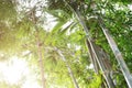 Bamboo forest in morning sunlight, warm tone soft focus background. Royalty Free Stock Photo