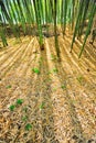 Bamboo Forest Mulch Humus