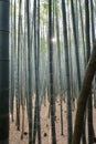 Inside the Sagano bamboo forest. Arashiyama. Kyoto. Japan Royalty Free Stock Photo