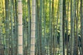 Bamboo forest natural background at Expo `70 Commemorative Park in Osaka, Japan