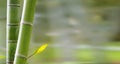 Bamboo forest,Natural background with nice background Royalty Free Stock Photo