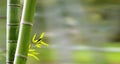 Bamboo forest,Natural background with nice background Royalty Free Stock Photo