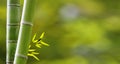 Bamboo forest,Natural background with nice background Royalty Free Stock Photo