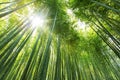 Bamboo Forest. Royalty Free Stock Photo