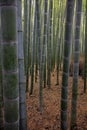 Bamboo Forest Royalty Free Stock Photo