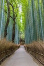 Bamboo Forest near Kyoto Royalty Free Stock Photo