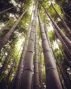 Bamboo Forest near Kyoto Royalty Free Stock Photo