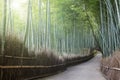 Bamboo forest with nice lighting in Kyoto, Japan Royalty Free Stock Photo