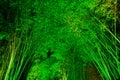 Bamboo forest at night Royalty Free Stock Photo