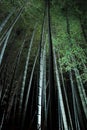 Bamboo forest at night Royalty Free Stock Photo